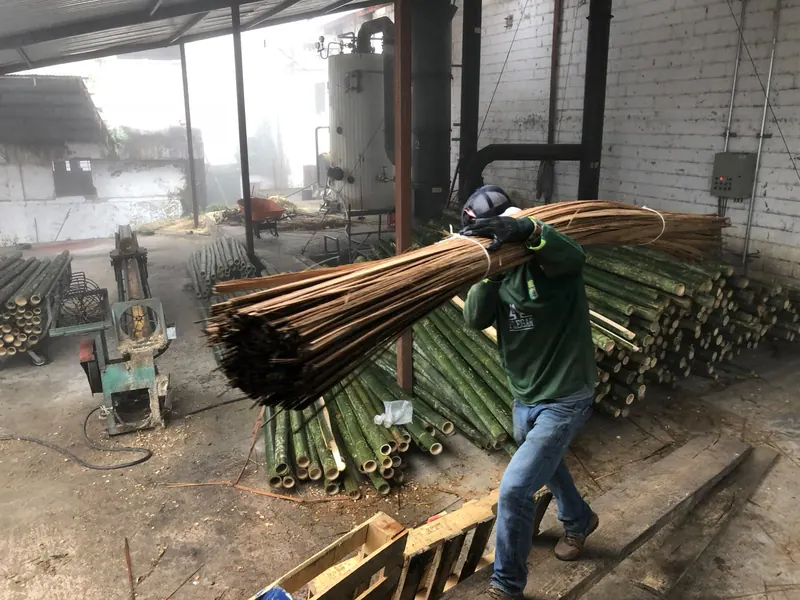Un trabajador carga un manojo de estacas de bambú